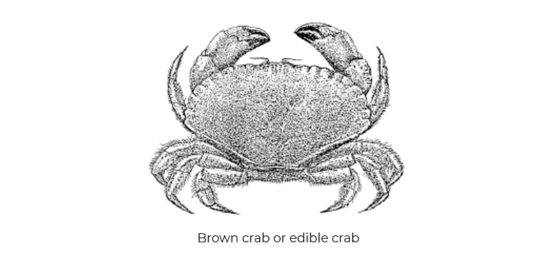 Orkney Brown Crab MSC Draft Report 2017