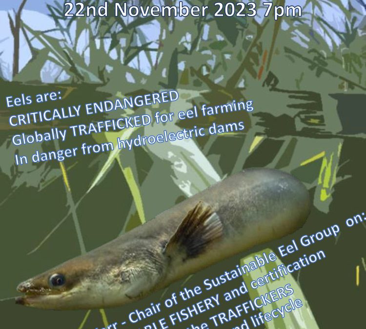 Community Talk on European Eels