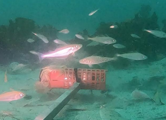 Identification of Inshore Nursery Areas for Commercially Important Fish Species Around Shetland